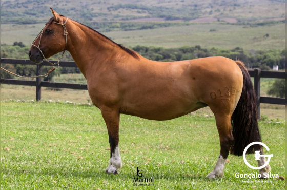 NIAZZI LUA CHEIA - Venda da Barriga