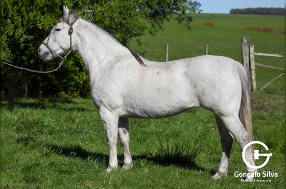 NA ESCOLHA EMBRIÃO AS MALKE SOLEDAD OU ORELHANA TAPE - TE OU FANFARRONA TAPE