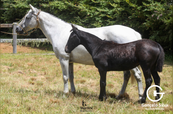 IMPERATRIZ DO CAÇADOR