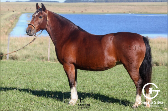 DOMINGUEIRA DO BARULHO
