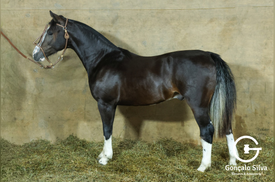 MONTE PAMPERO MONTE CRISTO