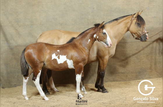 ILUMINADA DO CAPÃO RONDA