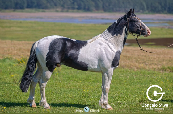 MEIA VOLTA NEGRESCO - DIREITO DE USO 