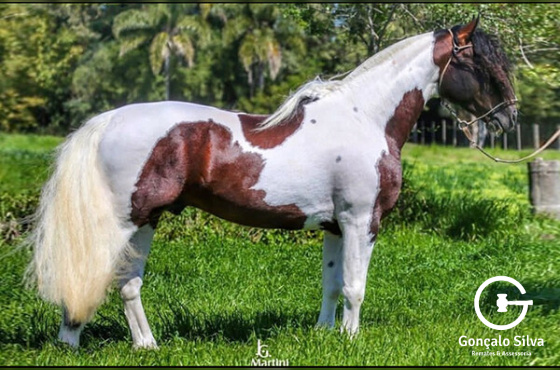 BT EL GUAPO