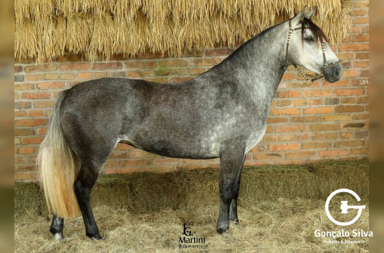 ZABELÊ MAPOCHO
