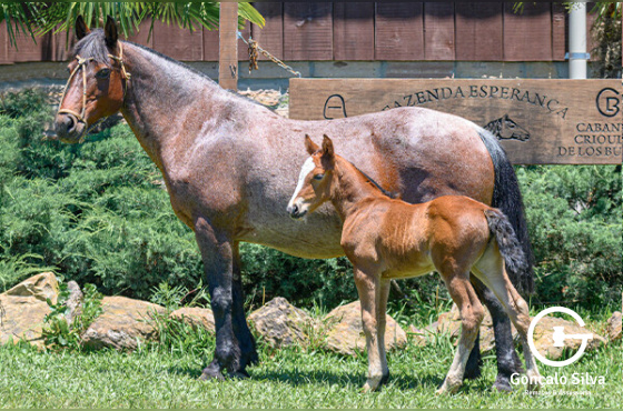 JASMINE DA SÃO CLEMENTE