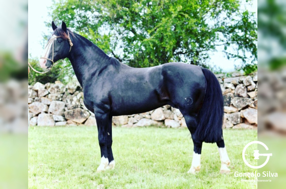 LAGO NEGRO DO VEIO D'ÁGUA - COBERTURAS