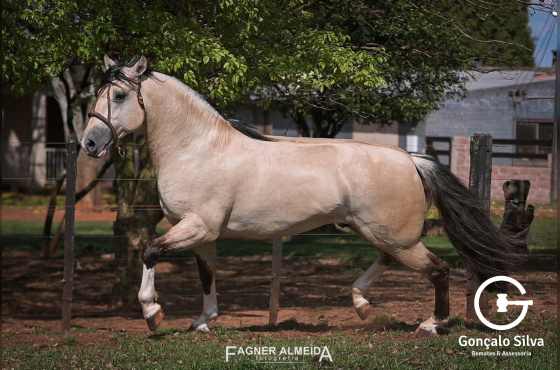 COBERTURA BASCO FEITICEIRO - TE 