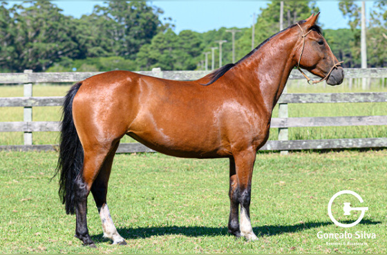 QUEROSENA DO PASSO FUNDO