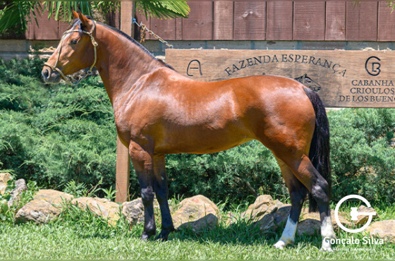 HIJUELA DE LAS BUENAS