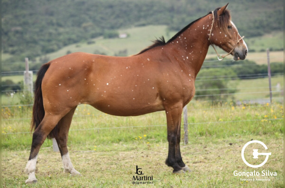 BAILANTA DE SANTA EULALIA 