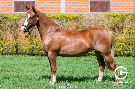 LA CASTELLANA SONHADORA-TE