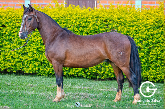 LA CASTELLANA UM REGALO