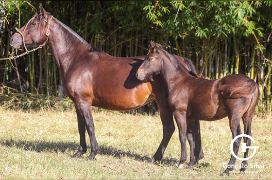 NUVENCITA DA TAROBÁ