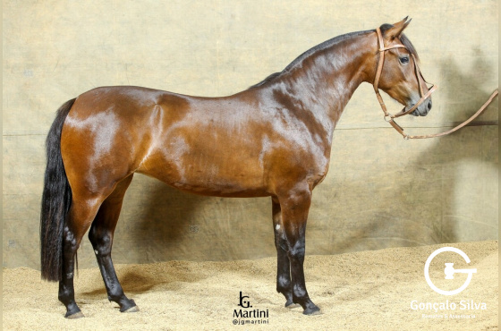 NAVALHA DA RECORRIDA 