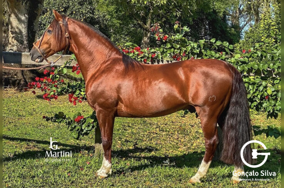 SANTA ALICE NUBLADO II - COBERTURA 