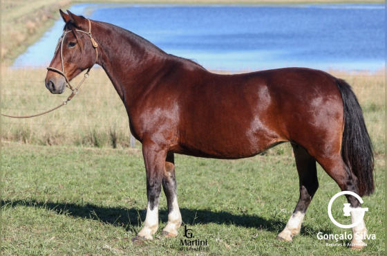 ALMA CRIOULA DO BARULHO