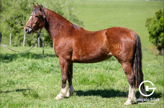 NA ESCOLHA EMBRIÃO PIEDRAITA TAPE OU PLATA Y RIENDA TAPE OU QUILLAHUE TAPE