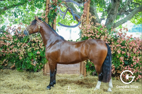 AS MALKE LA HERENCIA