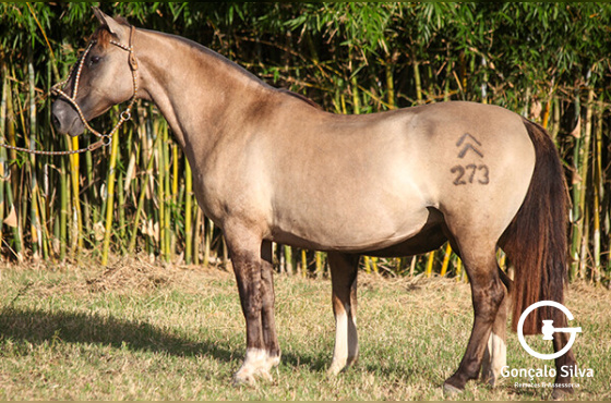 HIERARCA DO MAKO - TE 