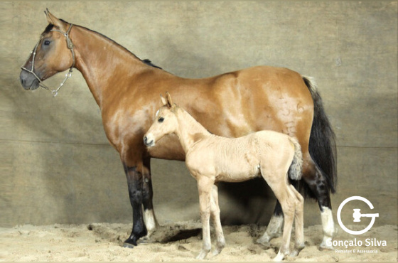 DINAMITE DA BOA VISTA 