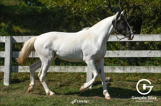 VAN GOGH DO VEIO D'AGUA