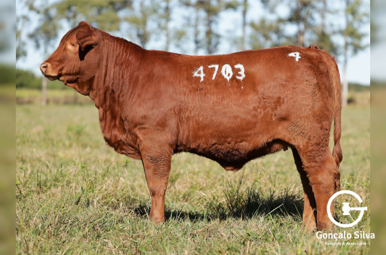 MR BRASÃO 4703