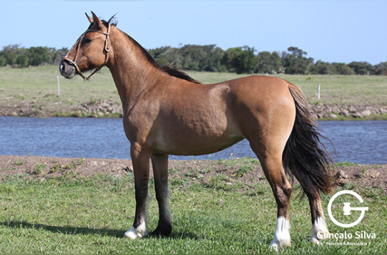 FBM ALEGRIA 
