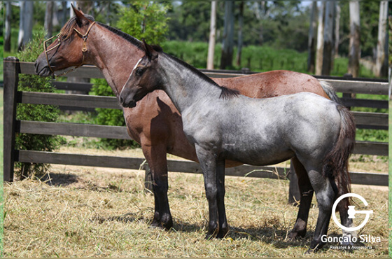 HISPÂNICA DA CABANHA SANTA FÉ