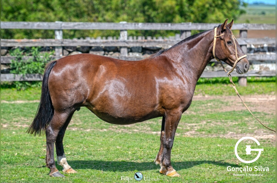 SANTA AUGUSTA MANDALA