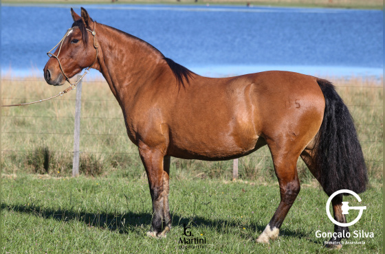 LA PASSION FLOR DO CAMPO