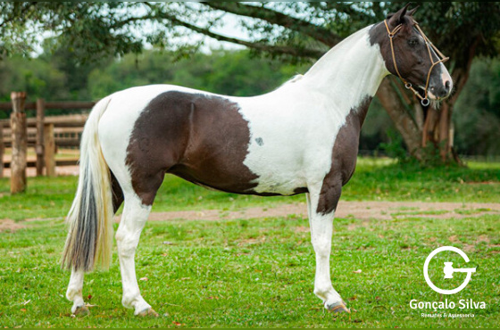 RONDA MALEVA BORRADA