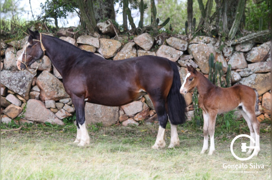 GRAN RESERVA DO VEIO D'ÁGUA