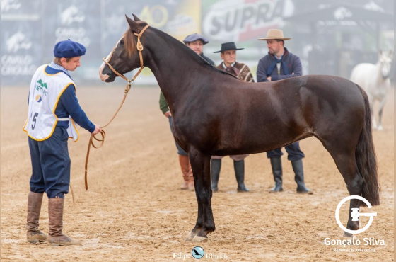 EMBRIÃO GUINDA GANADERA TAPE - TE