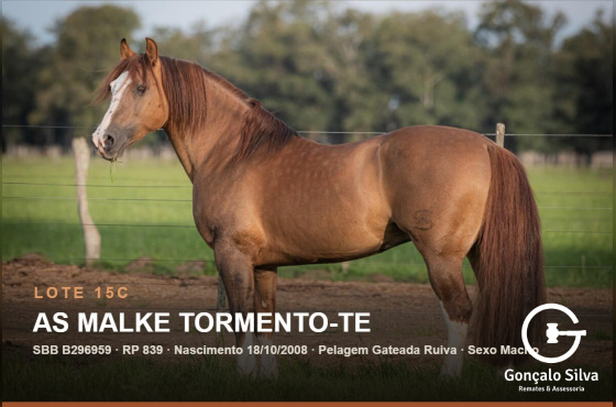 AS MALKE TORMENTO-TE - (Venda vertical direito de uso)