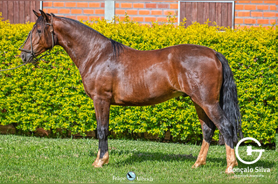 LA CASTELLANA UM GUAPO