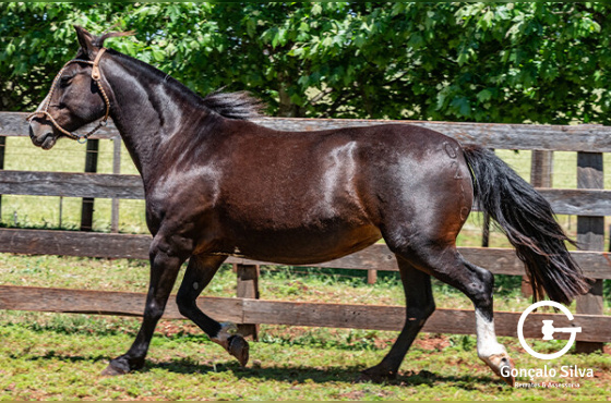 MARCA ONZE SENHORA INDIA HERMOSA -TE