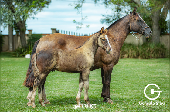 VIÑA NUEVA DA BOA VISTA-TE