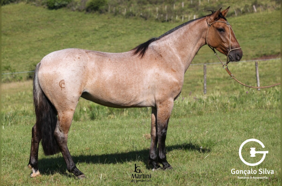 REPÚBLICA DA BARAÚNA