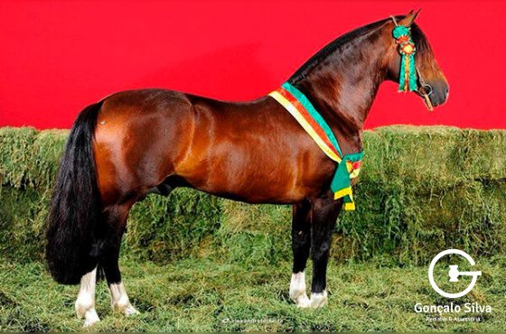 ESQUIVADO CALA BASSA