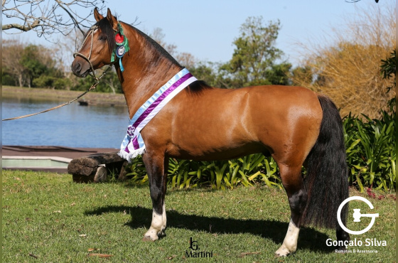 JAGUAR DA GAP SAO PEDRO 