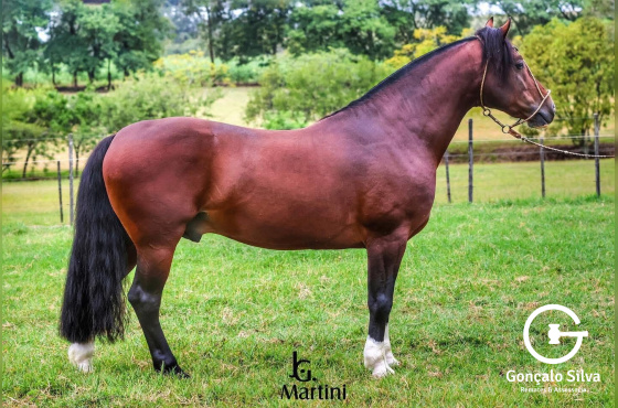 BUENO DE QUARACI - Direito de uso 1 cobertura