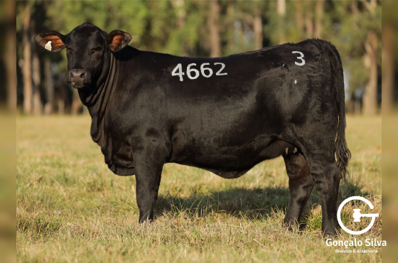  MR KING 4662 - VENDA VERTICAL