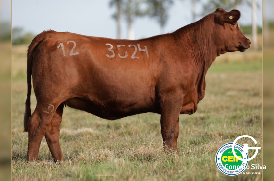 MR CAUTIVO 3524