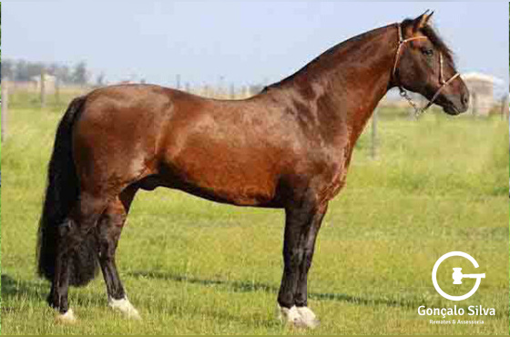 GOLILLA PATRON