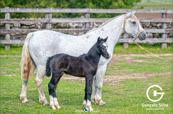 NEBLINA DA RECONQUISTA