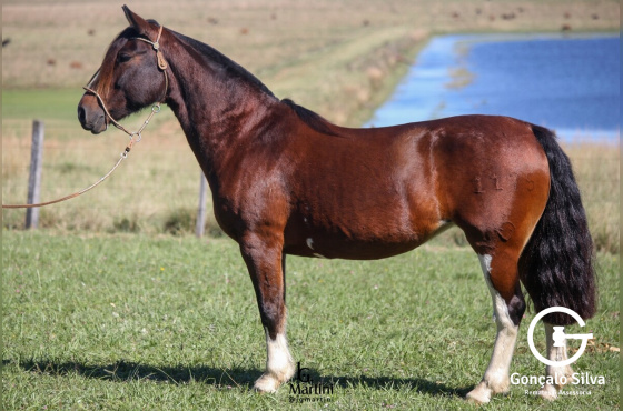 VENDA VERTICAL ENFEITADA II DO BARULHO OU POTRO