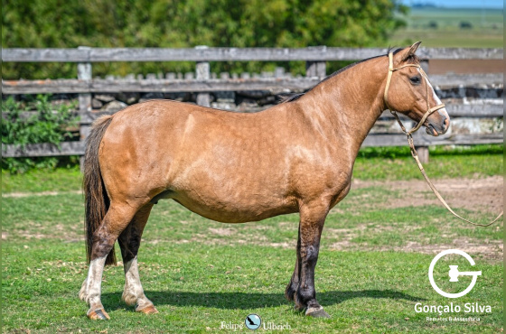 ALMA LEVE CHIMARRONA