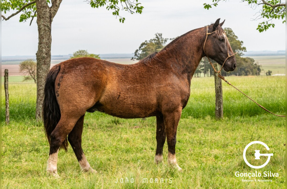  SANTA ALICE ARREGLADO