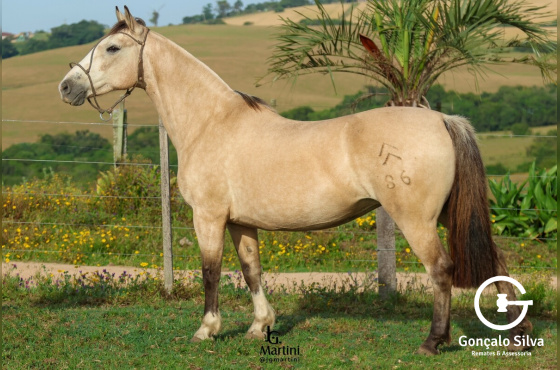 DAMA DE HONRA DO MAKO